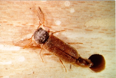 Ptilinus_Kaefer.jpg